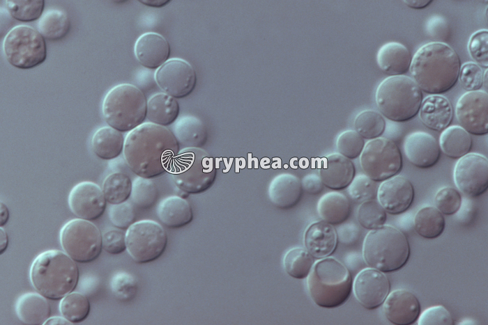 Levures mutées (Saccharomyces cerevisiae Ade2) x400 - gryphea.com